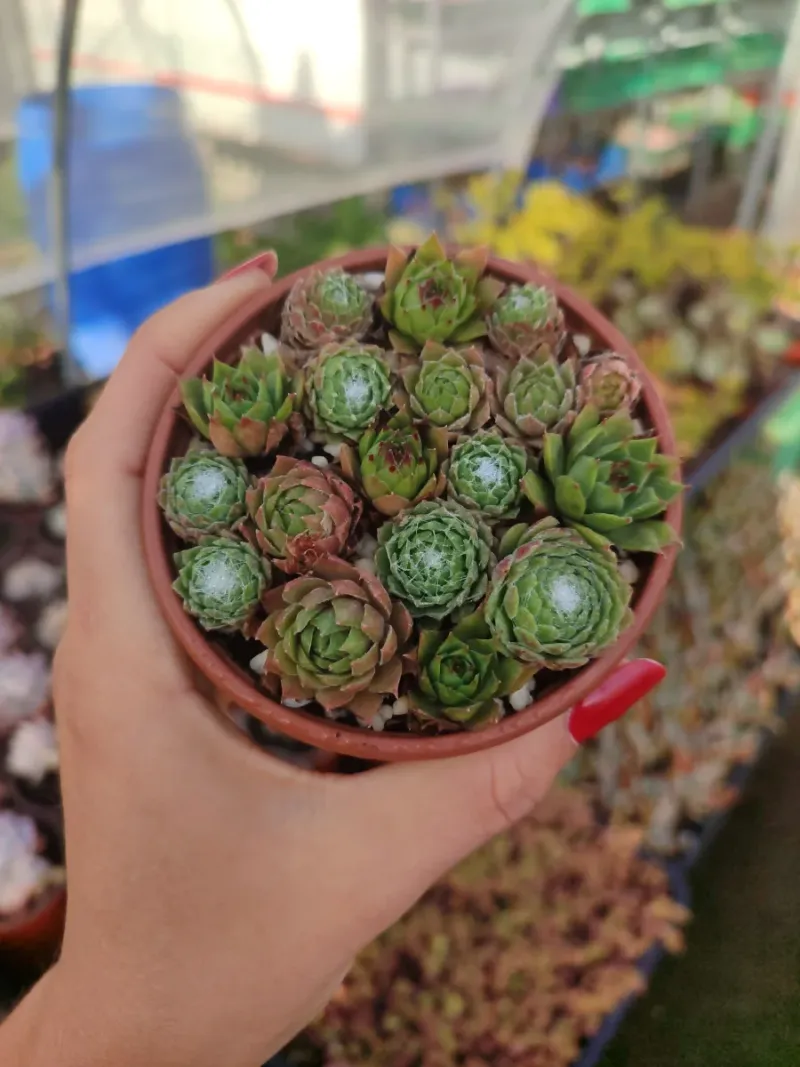 Mix de Sempervivum 8 cm - Imagen 4