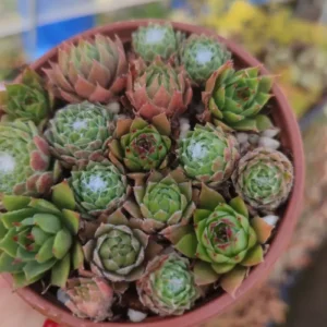 Mix de Sempervivum 8 cm: imagen 5