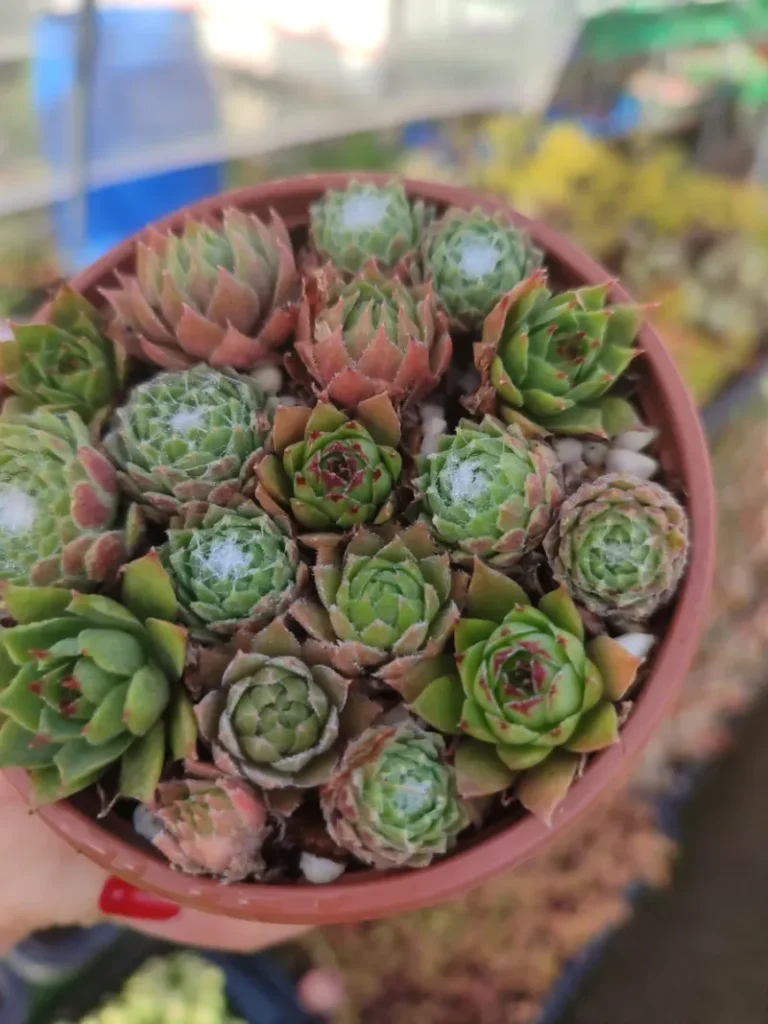 Mix de Sempervivum 8 cm