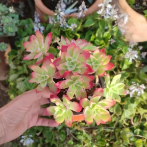 Planta suculenta Sedum Palmeri 10 cm