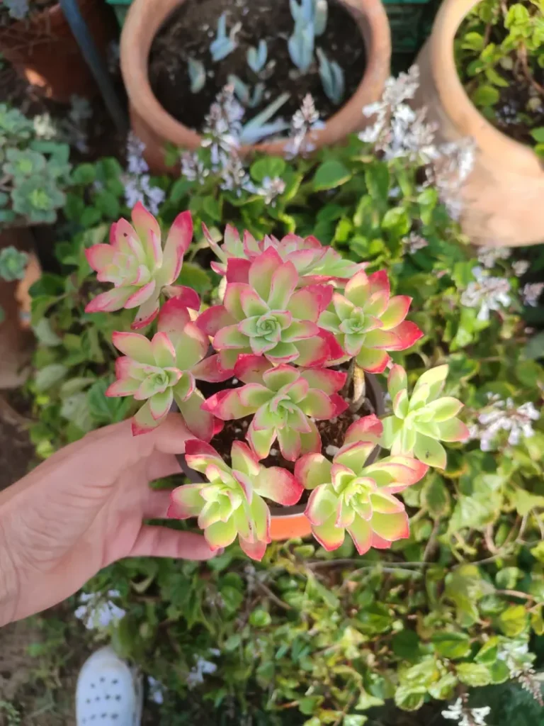 Planta suculenta Sedum Palmeri 10 cm