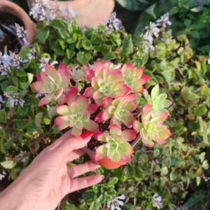Planta suculenta Sedum Palmeri 10 cm: imagen 2