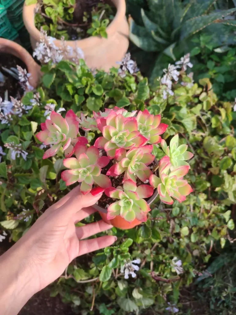 Planta suculenta Sedum Palmeri 10 cm