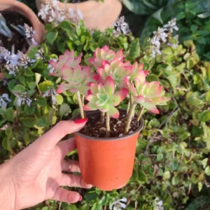 Planta suculenta Sedum Palmeri 10 cm: imagen 3