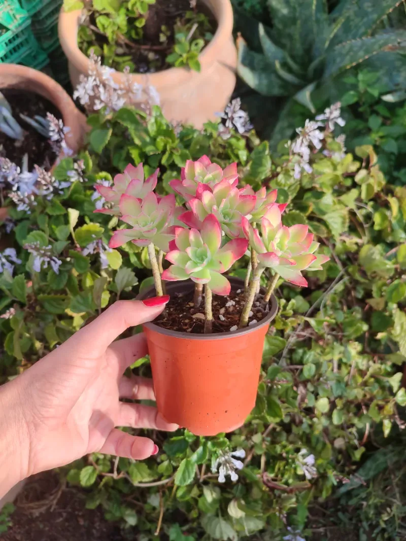 Planta suculenta Sedum Palmeri 10 cm - Imagen 3