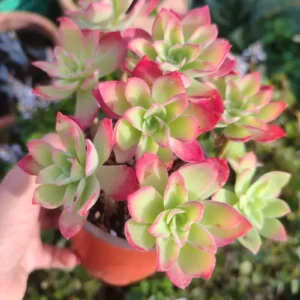 Planta suculenta Sedum Palmeri 10 cm: imagen 4
