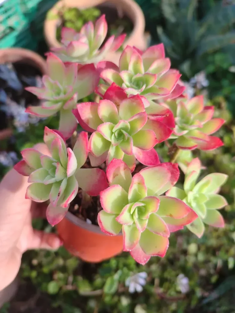 Planta suculenta Sedum Palmeri 10 cm