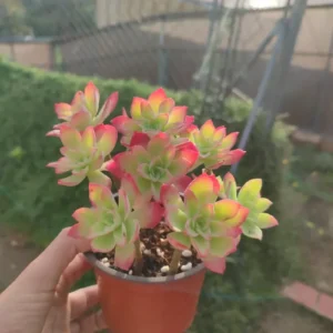 Planta suculenta Sedum Palmeri 10 cm: imagen 5