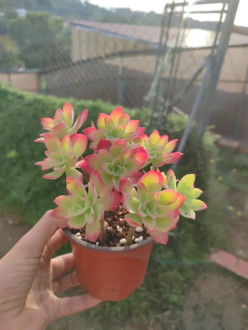 Planta suculenta Sedum Palmeri 10 cm - Imagen 5