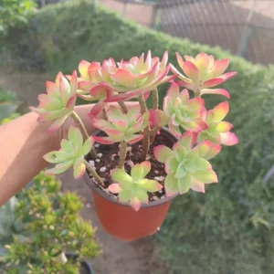 Planta suculenta Sedum Palmeri 10 cm: imagen 6
