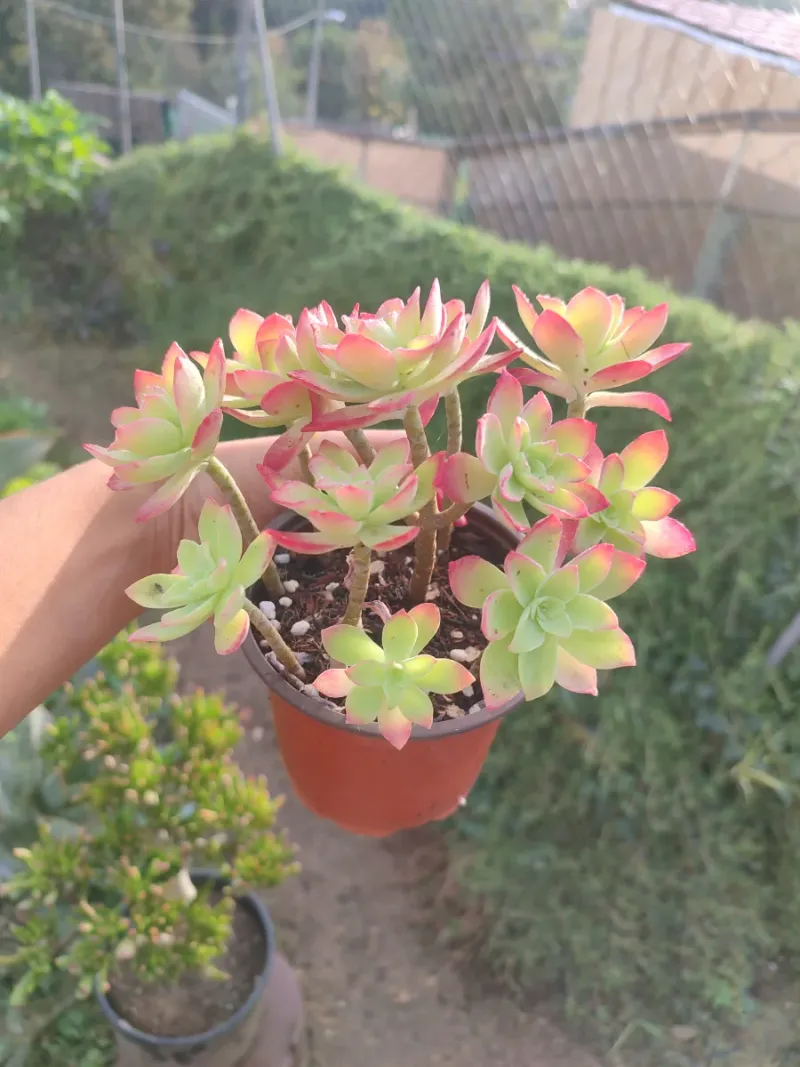 Planta suculenta Sedum Palmeri 10 cm - Imagen 6