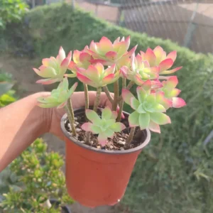 Planta suculenta Sedum Palmeri 10 cm: imagen 7