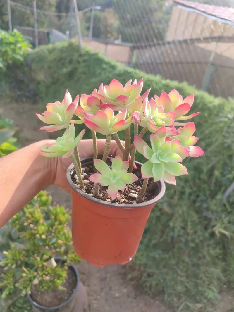 Planta suculenta Sedum Palmeri 10 cm - Imagen 7