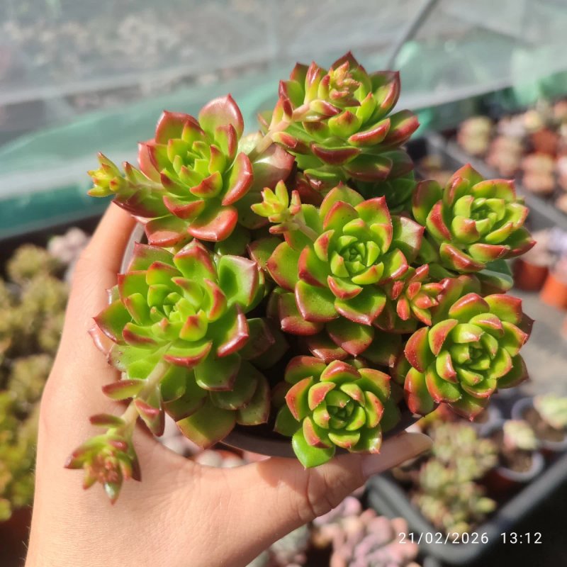 Sedeveria Leticia 10 cm - suculentas