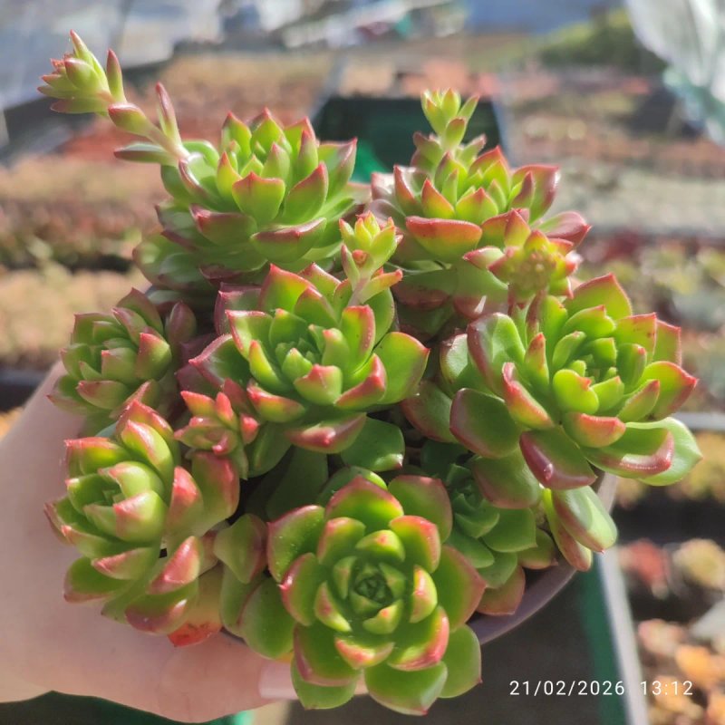 Sedeveria Leticia 10 cm - suculentas - Imagen 2