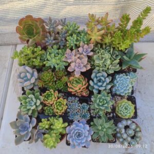 Suculentas 8 cm - elige tu variedad: imagen 1