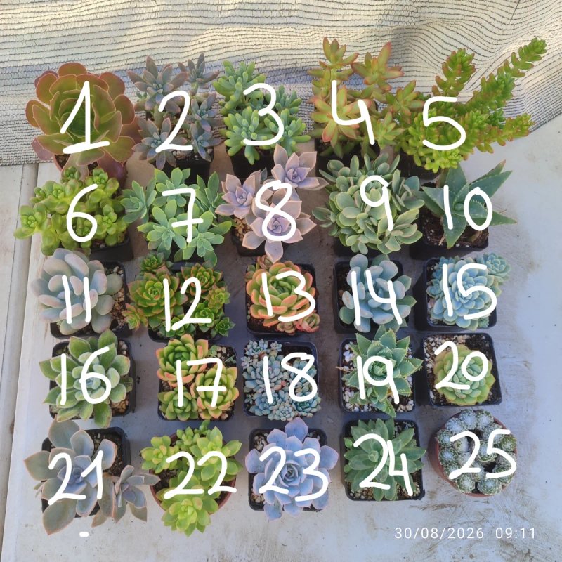 Suculentas 8 cm - elige tu variedad