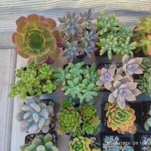 Suculentas 8 cm - elige tu variedad: imagen 3