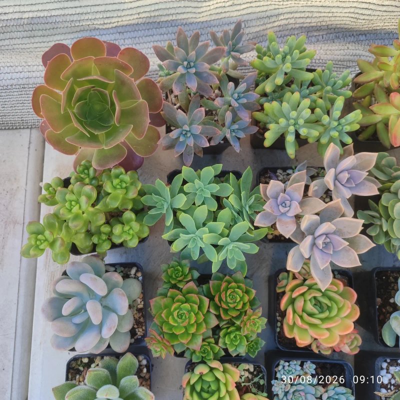 Aeonium Zwartkop 8 cm