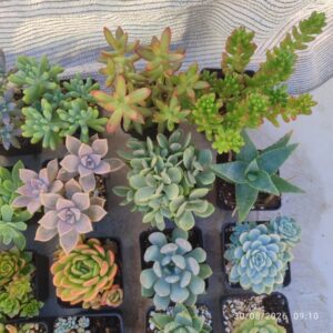 Suculentas 8 cm - elige tu variedad: imagen 4