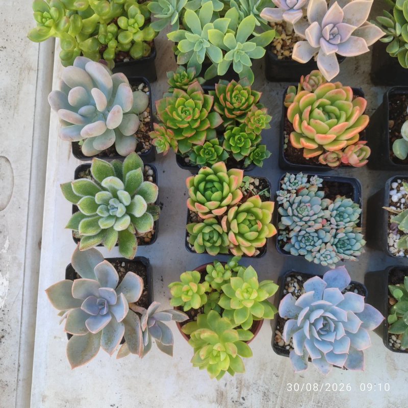 Echeveria agavoides 8 cm