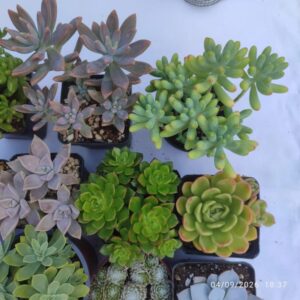 Pack Suculentas Esther: imagen 3