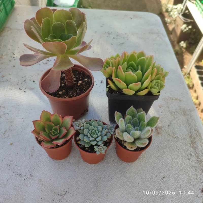 Pack Suculentas Marta - Imagen 8